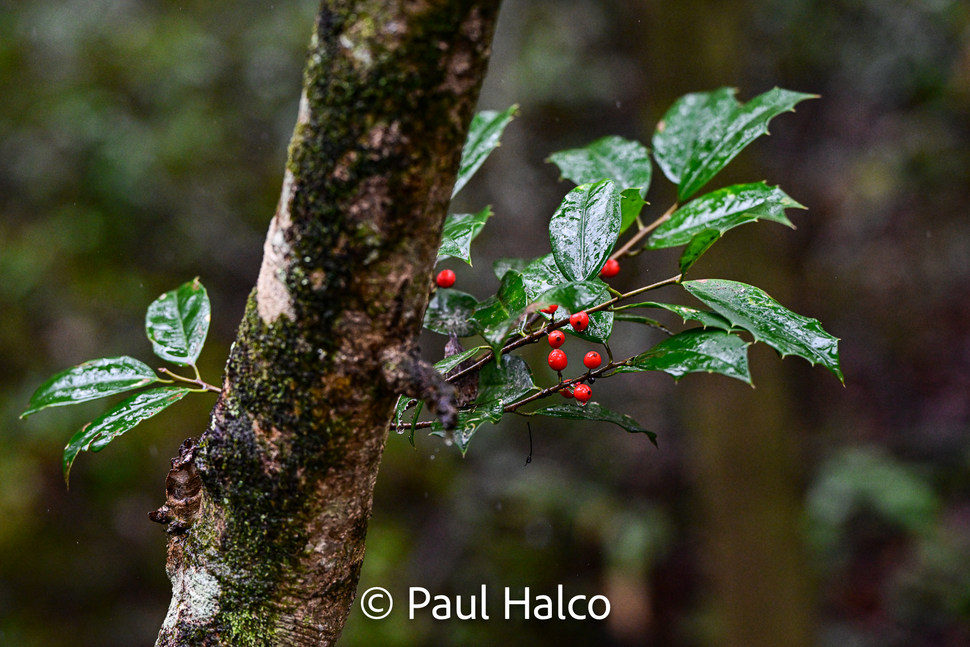 Paul Halco - Congaree NP-2